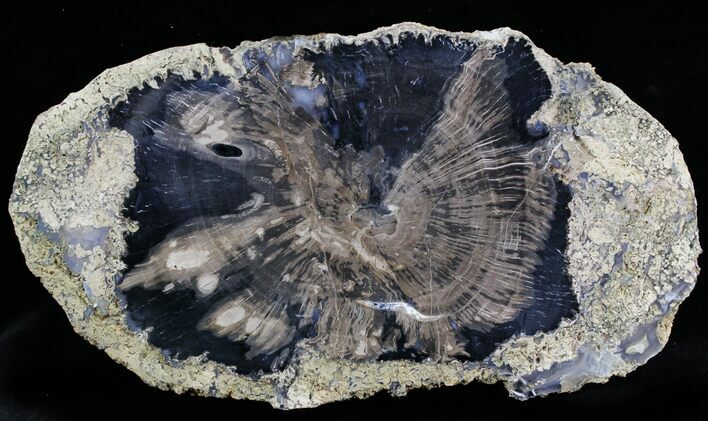 Petrified Wood Slice - Eden Valley, Wyoming #28374